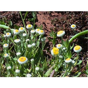 Poached Egg Daisy from Mt Gordon area