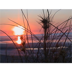 Sunset photo with silhouette of spinifex grass in foreground