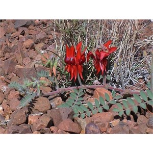 Sturt Desert Pea