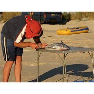 Filleting a smaller mackerel on a table