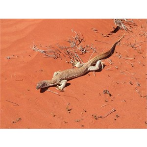 Goanna