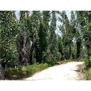 Track through Wilsons Promontory