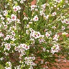 Thryptomene