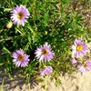 Shark Bay Daisy
