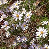 Goldfields Daisy
