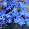 Blue Lechenaultia 