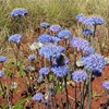 Native Cornflower