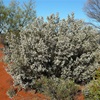 Desert Heath Myrtle
