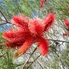 Hakea bucculenta