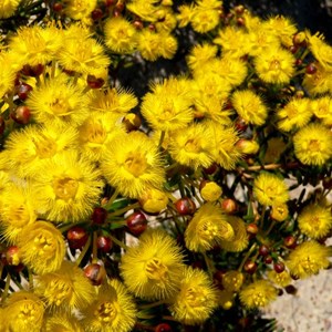 Yellow Featherflower