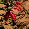 One-sided Bottlebrush