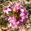 Calytrix