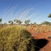 Spinifex (Triodia)