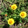 Golden Everlasting, Strawflower