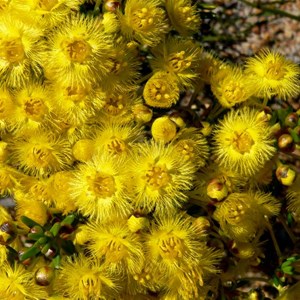 Yellow Feather Flower