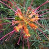 Grevillea dielsiana