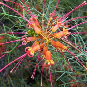 Grevillea dielsiana