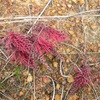 Grevillea thyrsoides 