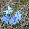 Blue Lechenaultia 