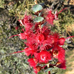 Scarlet Featherflower