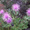 Isopogon latifolius 