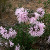 Isopogon baxteri 