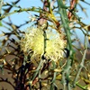 Prickly Dryandra