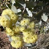 Curly Mallee, Arkaroola Mallee