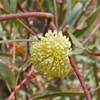 Pincushion Hakea