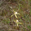 Caladenia - Yellow Spider Orchid