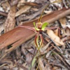 Fringed Mantis Orchid
