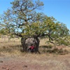 Boab or Adansonia