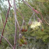 Weeping Gum, Weeping Mallee