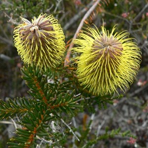 Teasel banksia