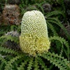 Showy Banksia, Ric-Rac Banksia