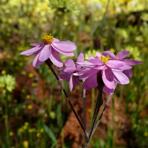 Pink Clusters Everlasting, Schoenia 