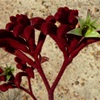 Red Kangaroo Paws