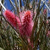 Grass Leaved Hakea, Cork Tree, Emu Tree