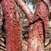 Red Mulga, Creekline Miniritchi