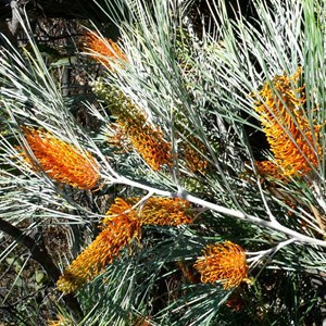 Silky Grevillea, Golden Grevillea, Fern-leaved Grevillea