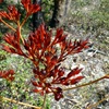Scarlet bloodroot