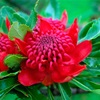 Waratah