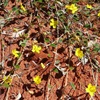 Goodenia centralis