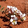 Desert Pepperflower
