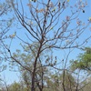 Australian Kapok Tree