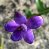 Purple Enamel Orchid