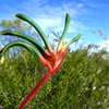 Mangles Kangaroo Paw, red-and-green kangaroo paw