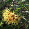 Sand Bottlebrush