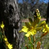 Bulbine Lily
