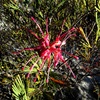 Grevillea sp.